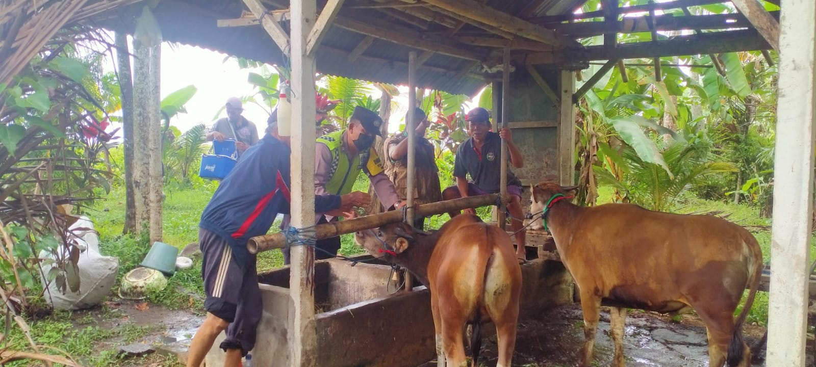Cegah PMK, 113 Sapi Milik Warga Desa Kukuh Kerambitan di Vaksinasi
